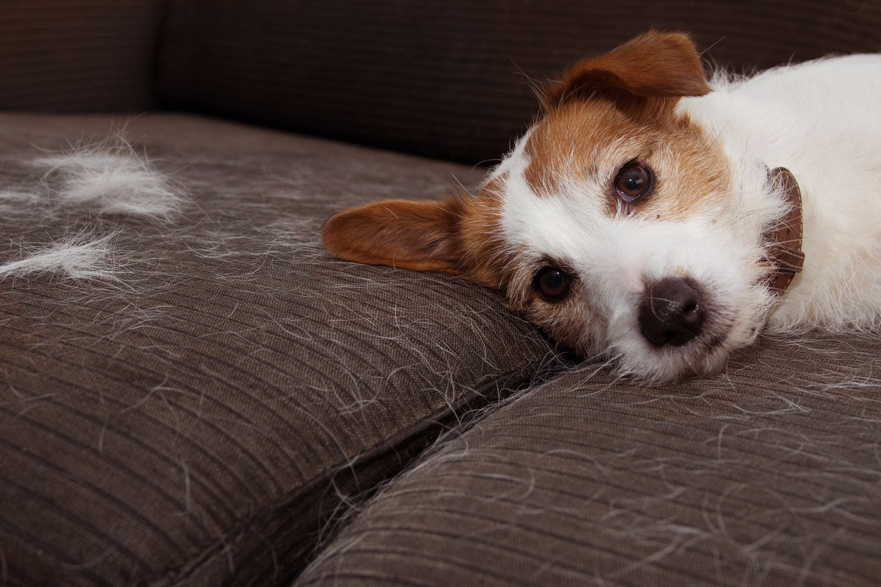 Guante PetClean™ — Sin pelos en segundos